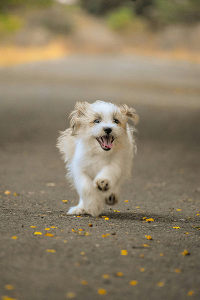 Natural Solutions for Shih Tzu Skin Problems: Dog Paw & Ear Itch Relief at Home
