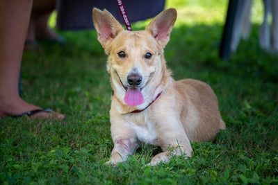 Does Calamine Lotion Work for Dogs? Discover the Truth About This Common Remedy for Your Furry Friend