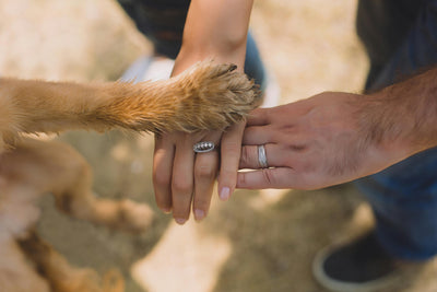 Dog anti itch spray: Soothe & heal your pet's skin fast