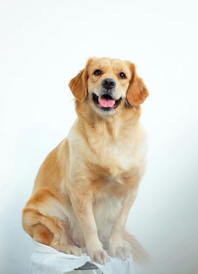 Best Appetite Enhancer for Dogs: How to Stimulate Their Hunger Naturally