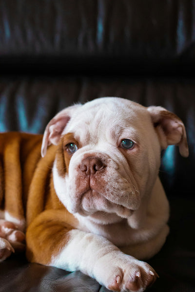 What Causes the Abrupt Development of English Bulldog Skin Bumps?