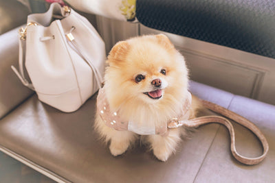 Diarrhea in Dogs & Dry Skin Remedies: Emergency Treatment Plans + Prevention Guide (Vet-Approved)