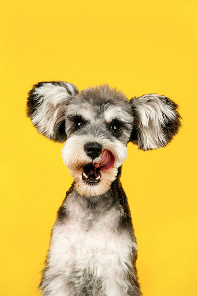 You Need to Know About Dog Food with Probiotics and Digestive Enzymes