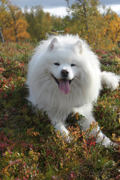 Dog Motion Sickness Solutions What to Give Dogs Who Get Car Sick