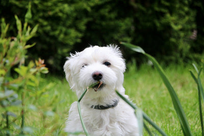 Dog Muscle Builder Proven Strategies to Build Muscle on Dogs