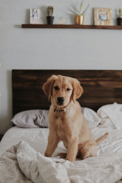 How to Build Muscle on A Dog: Dog Muscle Training