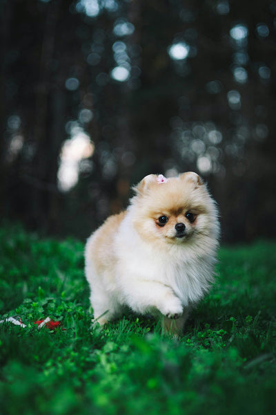 Giardia in Dogs: 3 Natural Remedies That ACTUALLY Kill Zoonotic Cysts