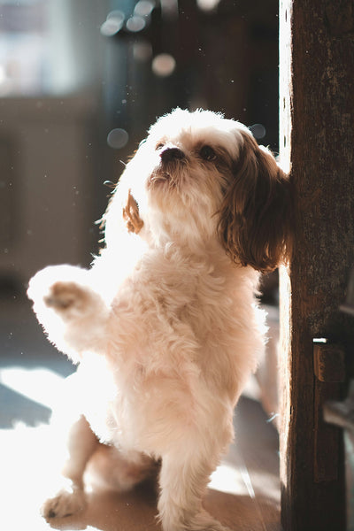 Dog Scratching No Fleas How to Stop Itching & Base of Tail Relief