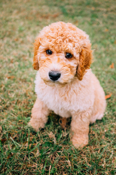 Dog Supplements with Turmeric Vet-Recommended Dosage & Benefits (Safe for Liver & Kidneys)