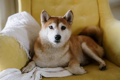 Dog treats for dogs with allergies: Hypoallergenic, tasty & healthy solutions