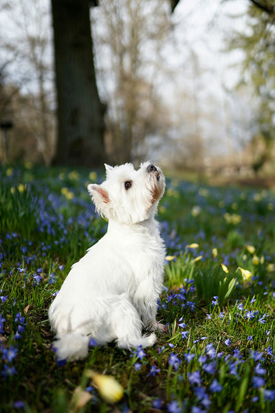 Dog Vomiting White Foam or Brown Liquid: Causes, Risks & When to See a Vet