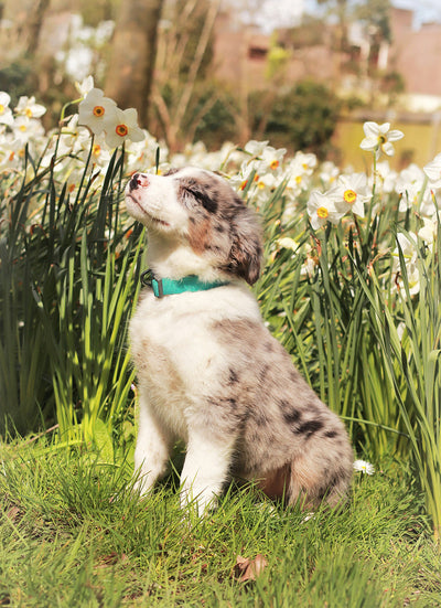 Dog Ear Mite Treatment: How to Safely Treat Mites in Dogs at Home