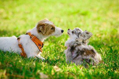 Dust Mite Allergy in Dogs Symptoms & How to Eliminate Mites in Your Home