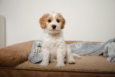 How to Clean Dog Ears & Treat Infections Safely?