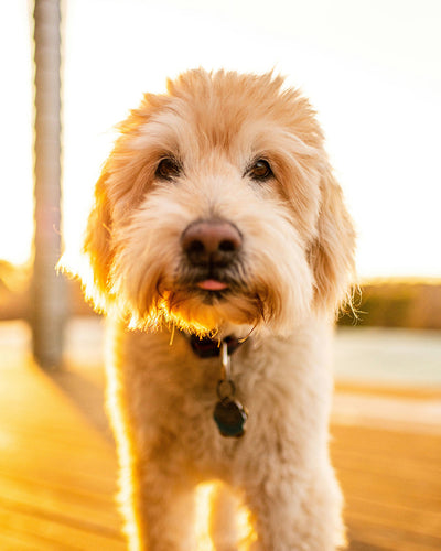 Folic Acid for Pregnant Dogs: Benefits of Folate Supplements in Canine Pregnancy