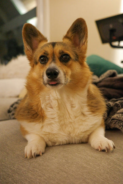 What Foods Can Dogs Not Eat Spot Poison Symptoms & Emergency Treatment