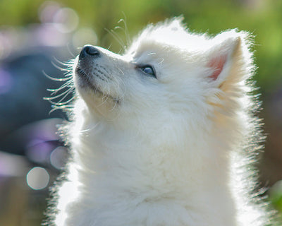Hemorrhagic Gastroenteritis in Dogs: Is It Contagious? Emergency Care for Bloody Vomit & Diarrhea