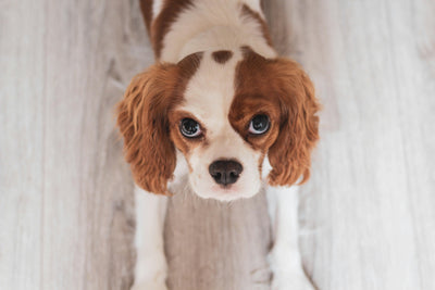 Hemp Oil for Dog: Natural Relief for Anxiety, Joints & Overall Health