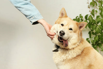 High Protein Dog Food for Puppies: Boosting Strength and Vitality from Day One