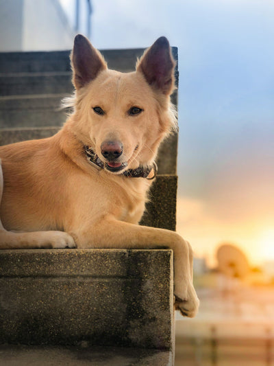 What Do Ear Mites Look Like in Dogs? Home Remedies for Ear Mites in Dogs