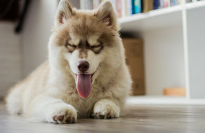 Homemade remedy for smelly dog ears: Easy, natural solutions that work
