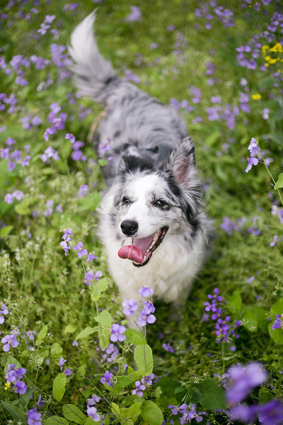 Stinky Dog Breath? 2025 Vet-Approved Remedies to Fix Bad Breath & Boost Dental Health