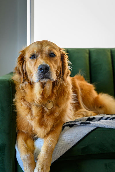 Home Remedies for Dog Constipation: A Comprehensive Guide