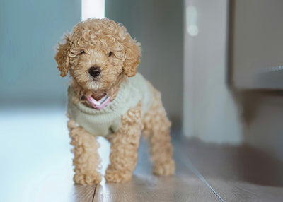 How to Wash a Dog’s Face & Clean Their Eyes Safely？