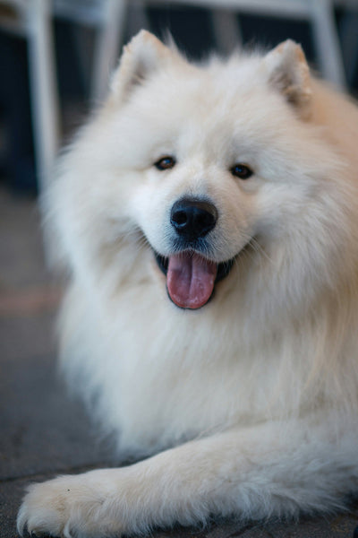 Glucosamine for Dogs: How Much to Give & Benefits of Glucosamine Chondroitin