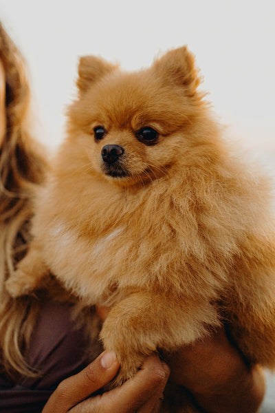 Dog Pooping Blood Causes, Treatment & When to Worry