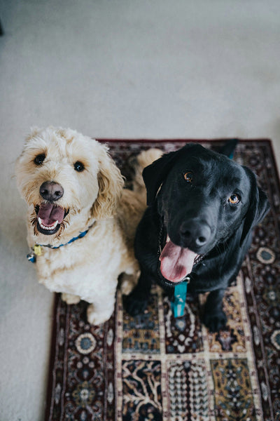 How to Fatten Up Dog? 10 Best Dog Food for Weight Gain