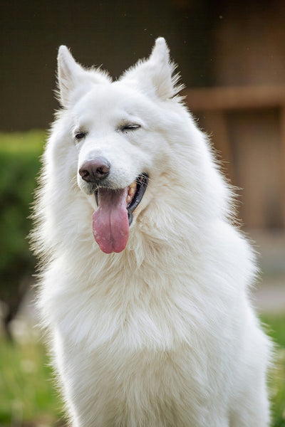 Sucralfate for Dogs Uses, Dosage Guide & Safety Tips for Pet Owners