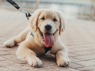 Gut Health for Dogs: How to Improve Your Dog’s Digestion Naturally