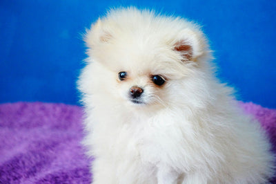 Dog Smells Like Fritos Causes, Prevention & Diarrhea Solutions for Pets