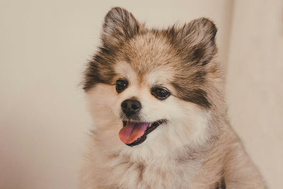 Acid Reflux in Dogs: Natural Treatment Guide & Probiotics Benefits for Relief