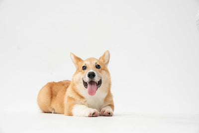 How to Treat Dog Pimples: Effective Tips for Clear Skin