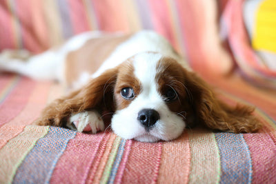 How to Treat Mange in Dogs at Home?