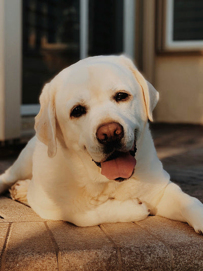 Hydrocortisone Cream for Dogs: Safe Use for Hot Spots & Skin Irritation