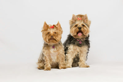 Is Bee Pollen Good for Dogs? Exploring the Benefits & Allergy Relief