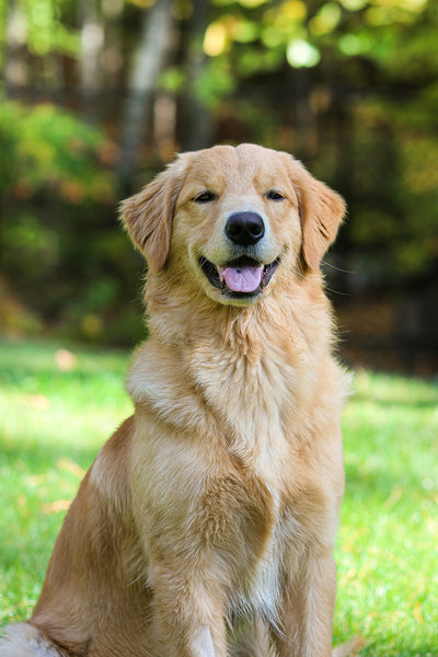 Is Chamomile Essential Oil Safe for Dogs?