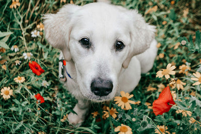 Pain Relief for Dogs with Joint Pain: Vet-Approved Solutions & Natural Joint Support Supplements