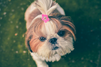 Joint vitamins for dogs: Boost mobility & keep tails wagging happily