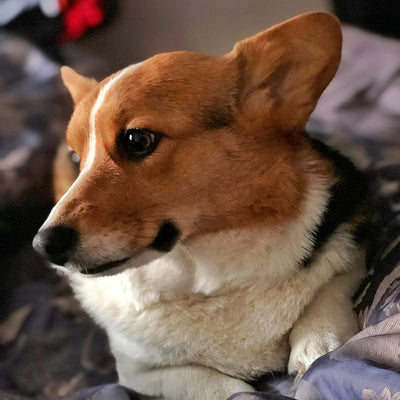 Krill Oil for Dogs: Benefits, Safety Tips & Vet-Approved Usage Guide