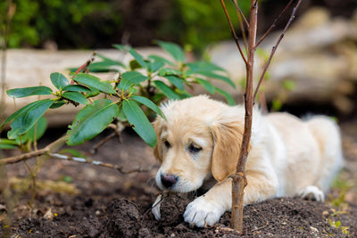 Lemon Balm for Dogs: The Herb Your Pup Will Love