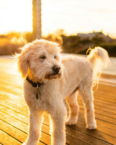 Can Dogs Have Lemon? What You Need to Know About Lemon for Pets