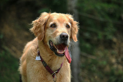 Give Your Dog the Gift of Pain-Free Movement with Liquid Glucosamine for Dogs