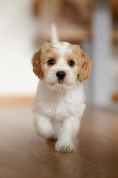Can Dogs Have Honey? Local Honey for Dog Allergies & Benefits Explained