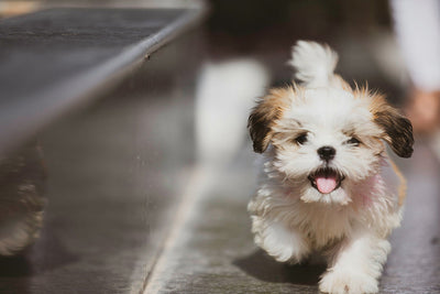Clonazepam for Dogs: VET-ONLY Dosing Guide & Deadly Risks