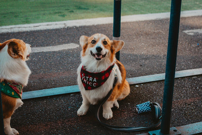 Medication for dogs with dementia: Improve their quality of life today