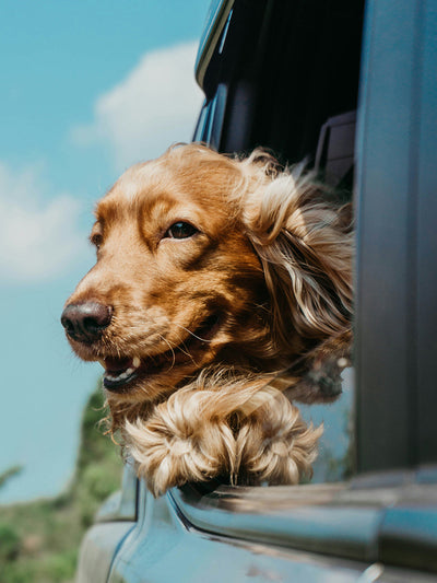 Recognizing Symptoms & Managing Motion Sickness with Medication